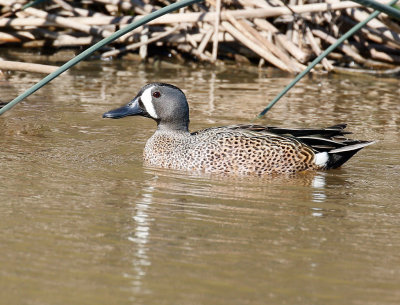 Blue-winged Teal Male