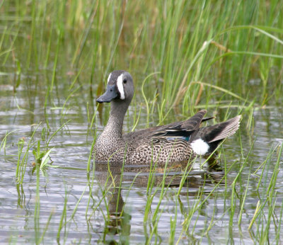 Blue-winged Teal Male