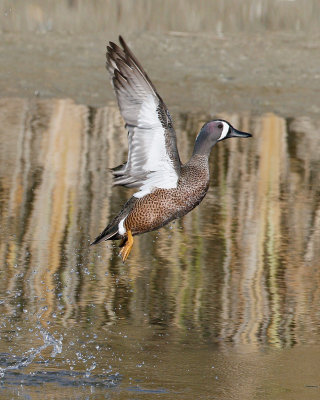 Blue-winged Teal, Male Take-off
