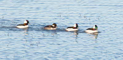 Bufflehead Group