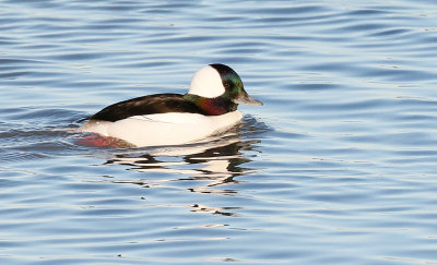 Bufflehead Male 