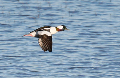 Bufflehead Male in Flight