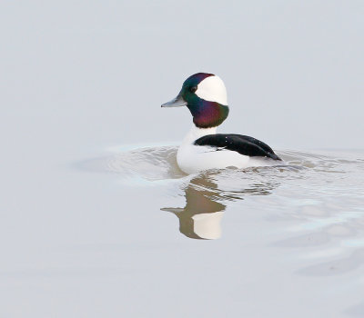 Bufflehead Male