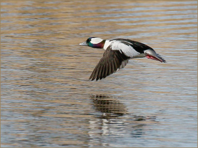 Bufflehead Male in Flight