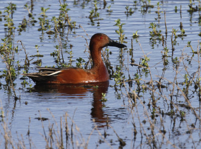 Cinnamon Teal Male