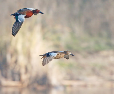 Cinnamon Teal, Pair in Flight