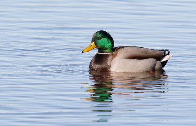 Mallard Male