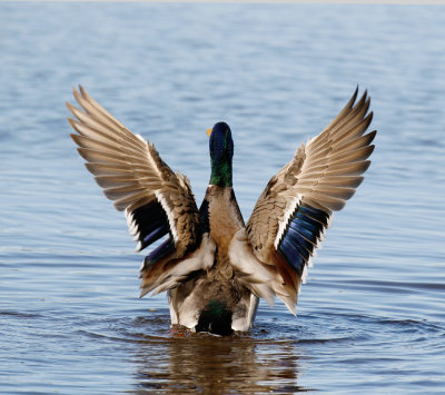 Mallard Male