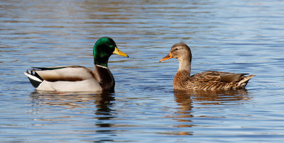 Mallard Pair 