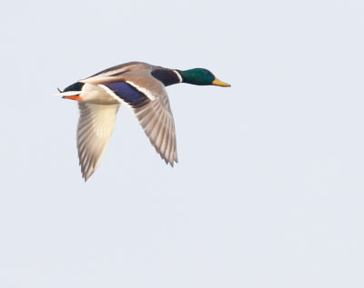 Mallard Male in Flight