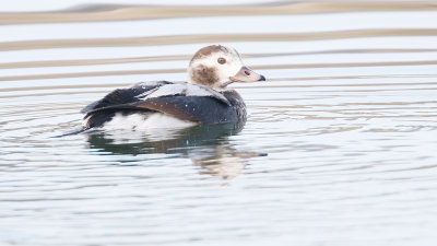 Long-tailed Duck, First Year Male