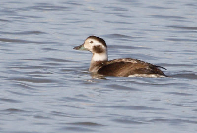 Long-tailed Duck Juvenile