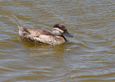 Ruddy Duck Female 