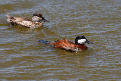 Ruddy Duck Pair 