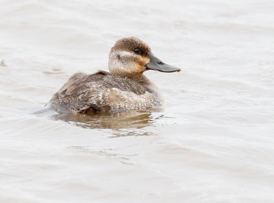 Ruddy Duck Female