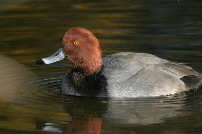 Redhead Male