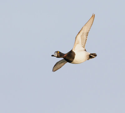 Rig-necked Duck Male in Flight