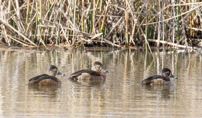 Ring-necked Duck Females