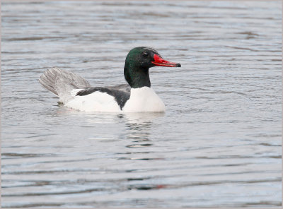 Common Merganser Male 