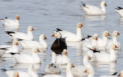 Ross's Goose Group