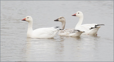 Snow Goose, Juvenile and Adults