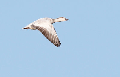 Snow Goose Juvenile in Flight