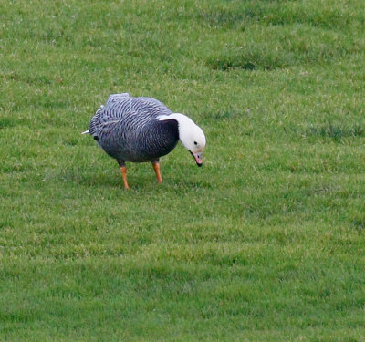 Emperor Goose Adult