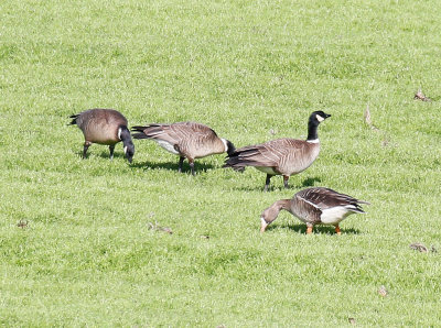 Cackling Goose 
