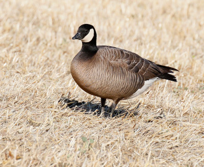 cackling_goose