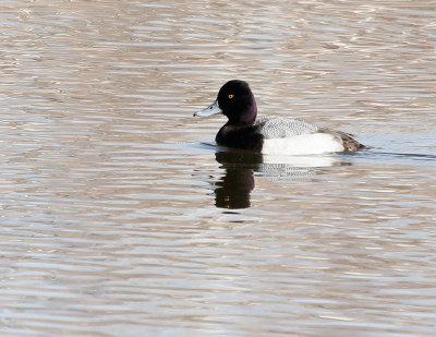 Lesser Scaup Male