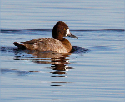Lesser Scaup Female