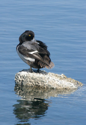 Lesser Scaup Male
