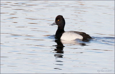 Lesser Scaup Male