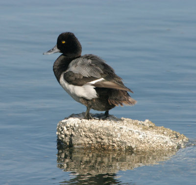 Lesser Scaup Male