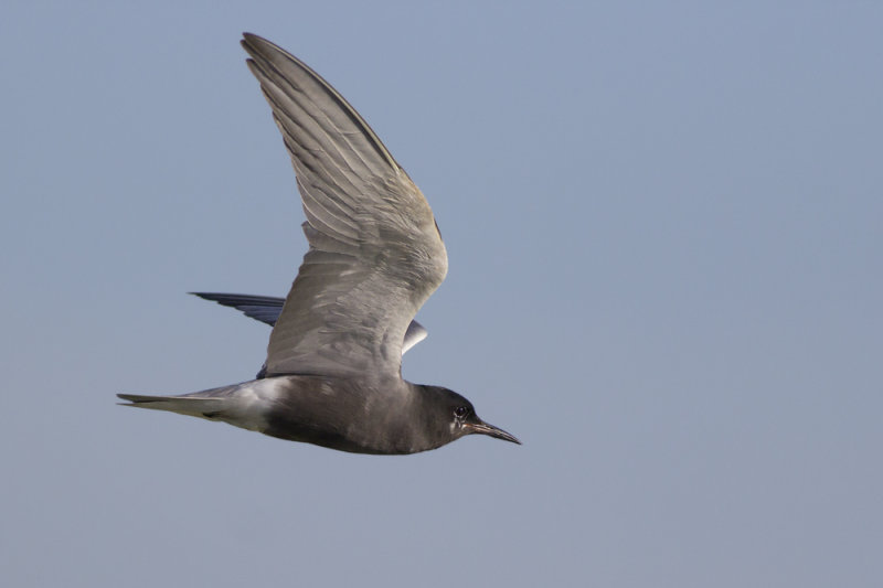 Black Tern / Zwarte Stern