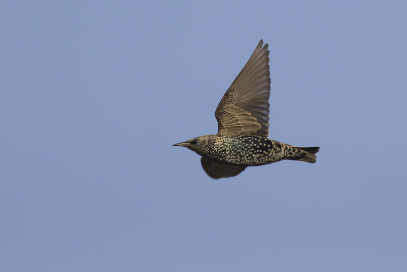migrating Common Starling /  Spreeuw op trek 