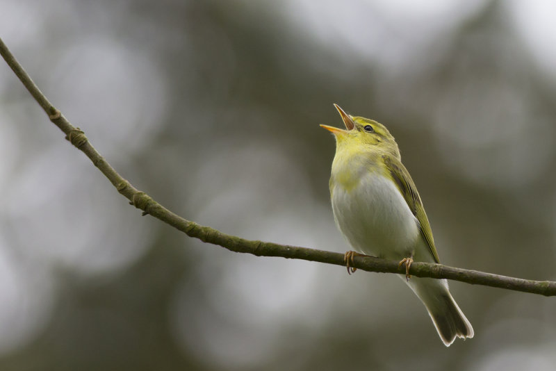 Wood Warbler / Fluiter