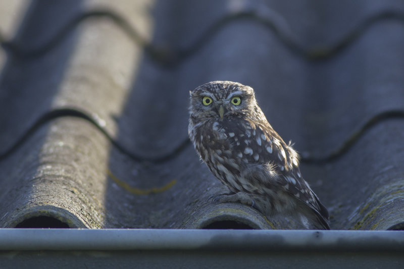 Little Owl / Steenuil