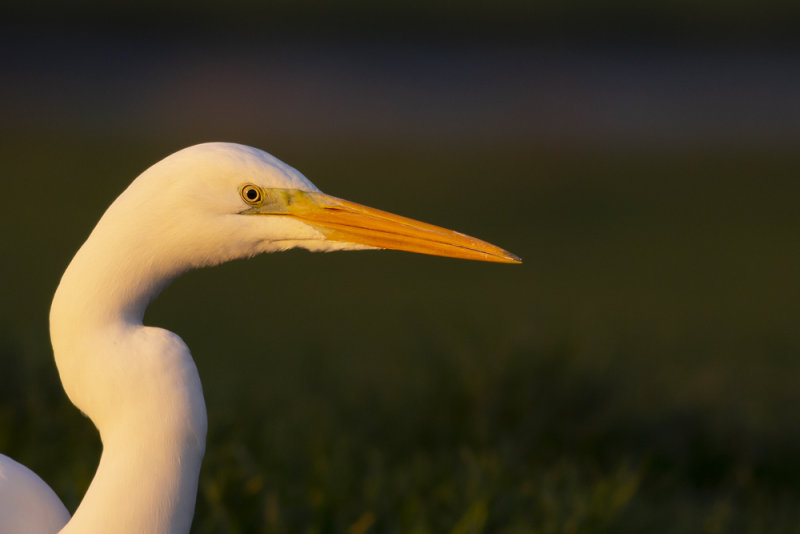 Birds in 2018