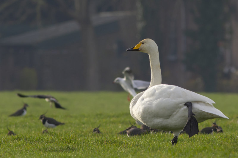 Whooper Swans / Wilde Zwanen