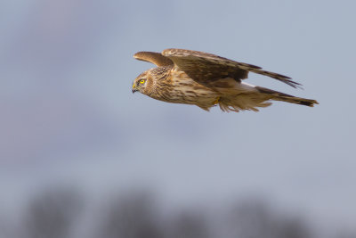 Hen Harrier / Blauwe Kiekendief