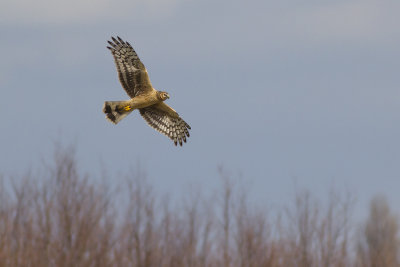 Hen Harrier / Blauwe Kiekendief