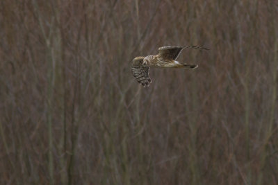 Hen Harrier / Blauwe Kiekendief