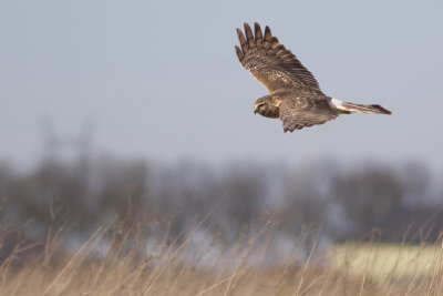 Hen Harrier / Blauwe Kiekendief