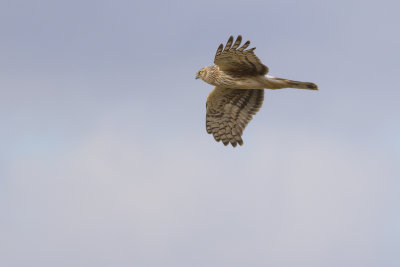 Hen Harrier / Blauwe Kiekendief