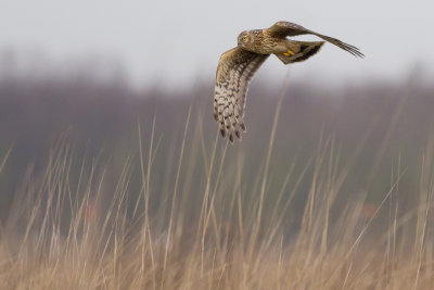 Hen Harrier / Blauwe Kiekendief