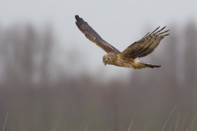 Hen Harrier / Blauwe Kiekendief