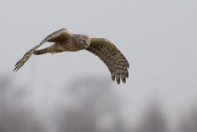 Hen Harrier / Blauwe Kiekendief