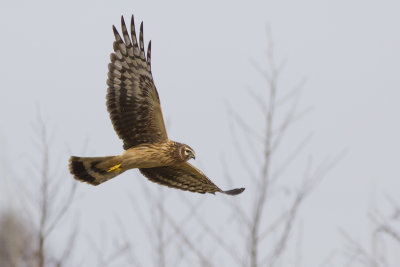 Hen Harrier / Blauwe Kiekendief