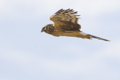 Hen Harrier / Blauwe Kiekendief